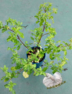 [ 泰式料理 打拋葉盆栽 荷力蘿勒 聖羅勒 5吋盆] 香草植物/藥用植物活體盆栽 可食用可泡茶