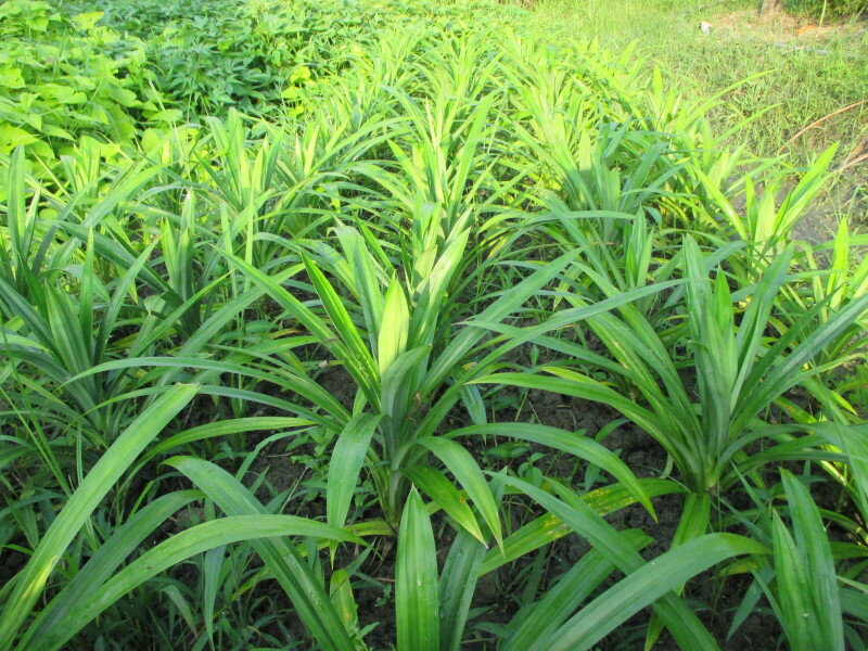 香蘭葉.七葉蘭(每株50元)台灣種植 5