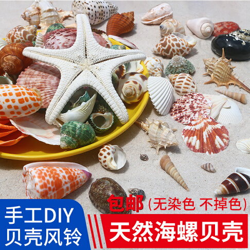 寄居蟹殼卷貝魚替換專用殼天然海螺殼繁殖魚缸造景水族箱裝飾套裝 協貿國際日用品生活3館 樂天市場rakuten 寄居蟹殼卷貝魚替換專用殼天然海螺殼繁殖魚缸造景水族箱裝飾套裝 協貿國際日用品生活3館 樂天市場rakuten