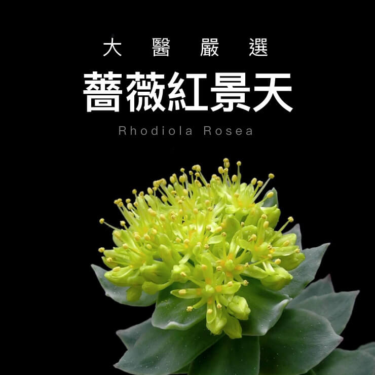 大醫生技 紅景天酵母B群30錠【買2送1】維他命B群 4