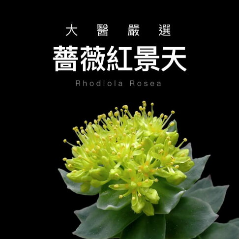 大醫生技 紅景天酵母B群30錠【買2送1】維他命B群 4