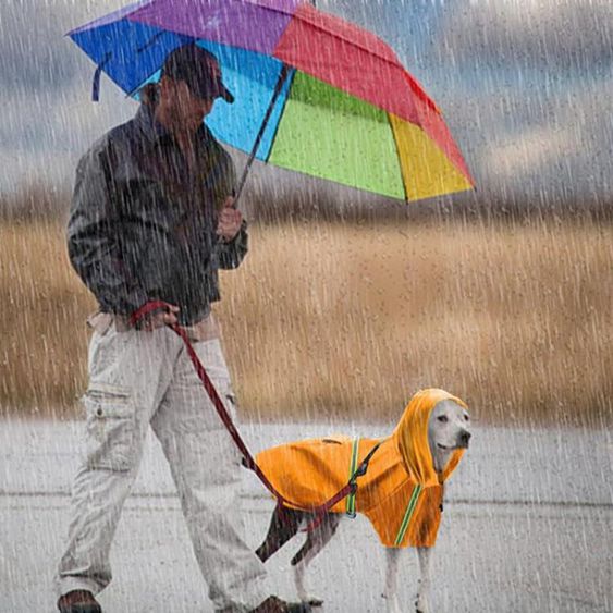 狗狗雨衣金毛薩摩中型犬雨披泰迪貴賓博美小型犬防水服狗狗衣服- 【麥田印象】