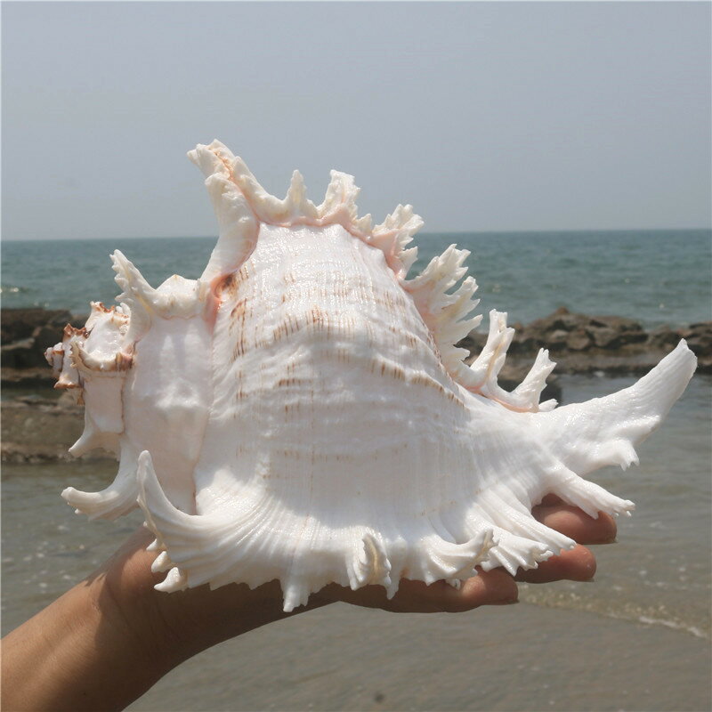 天然大海螺貝殼白千手螺家居擺件魚缸造景水族箱裝飾大貝殼海螺殼