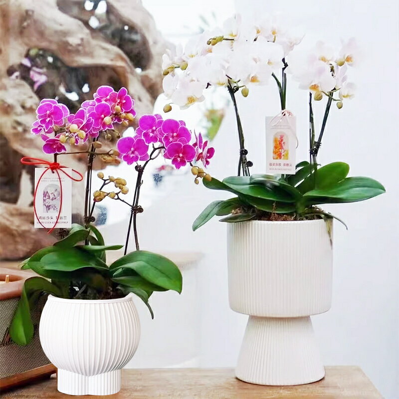 含運 落地花盆花器 蘭花花盆家用塑膠大號蝴蝶蘭專用樹脂綠蘿發財樹文心蘭自吸水懶人