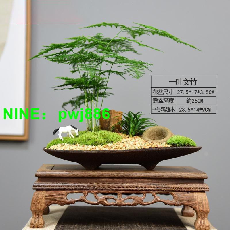 文竹盆景植物辦公室內四季常青微景觀綠植好養桌面擺件創意小盆栽