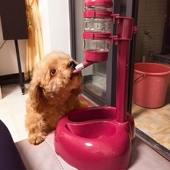 寵物不濕嘴狗狗飲水機自動掛式比熊喝水器喂水器懸掛水壺貓咪用品