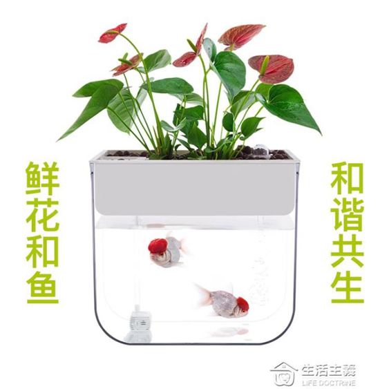 知魚魚菜共生小魚缸小型迷你水族箱免換水魚缸懶人辦公室生態魚缸