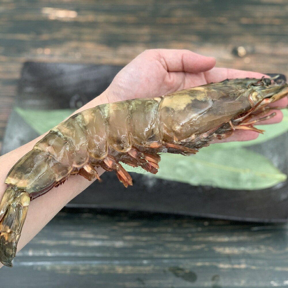 無敵野生海虎蝦 2尾 (230g/尾)