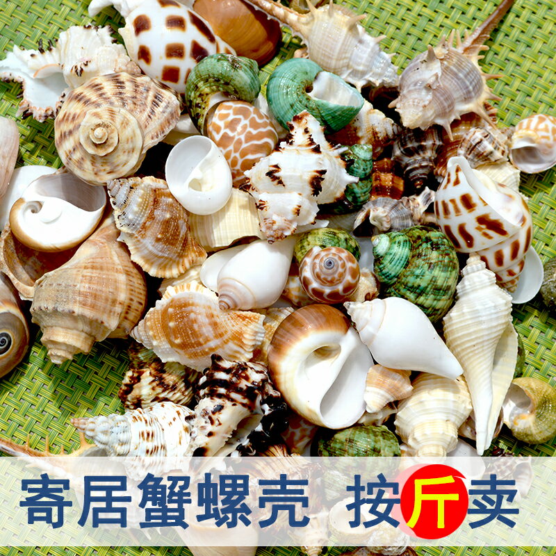天然海螺貝殼diy魚缸造景擺件水族箱裝飾專用卷貝魚寄居蟹替換殼