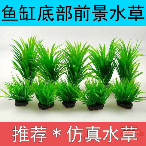魚缸造景樹綠色小水草魚缸鋪底底部水草水族前景水草龜缸水草廠家 連盛 樂天市場rakuten 魚缸造景樹綠色小水草魚缸鋪底底部水草水族前景水草龜缸水草廠家 連盛 樂天市場rakuten