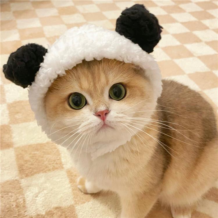 貓咪小熊貓頭套可愛變裝狗狗兔子頭套卡通萌寵物拍照頭飾帽子飾品 全館免運