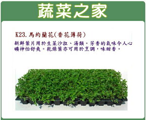 【蔬菜之家】K23.馬約蘭花種子(香花薄荷)1000顆、2萬顆 (共2種包裝可選)