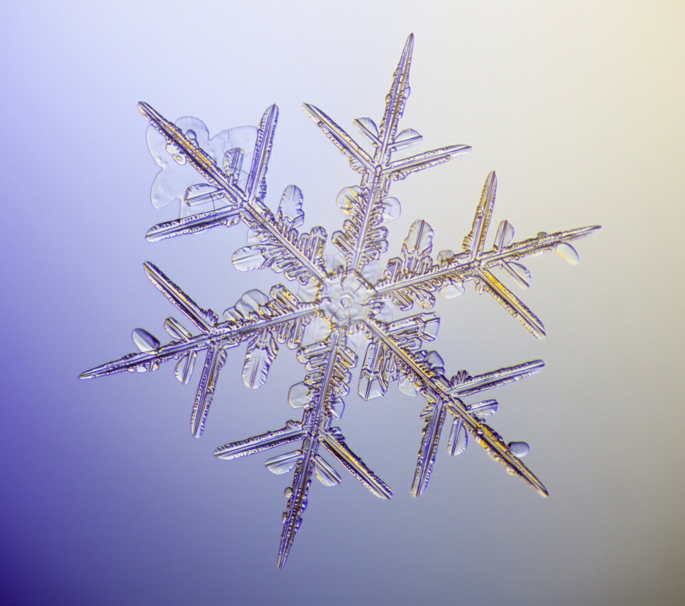 Полярная Снежинка под микроскопом