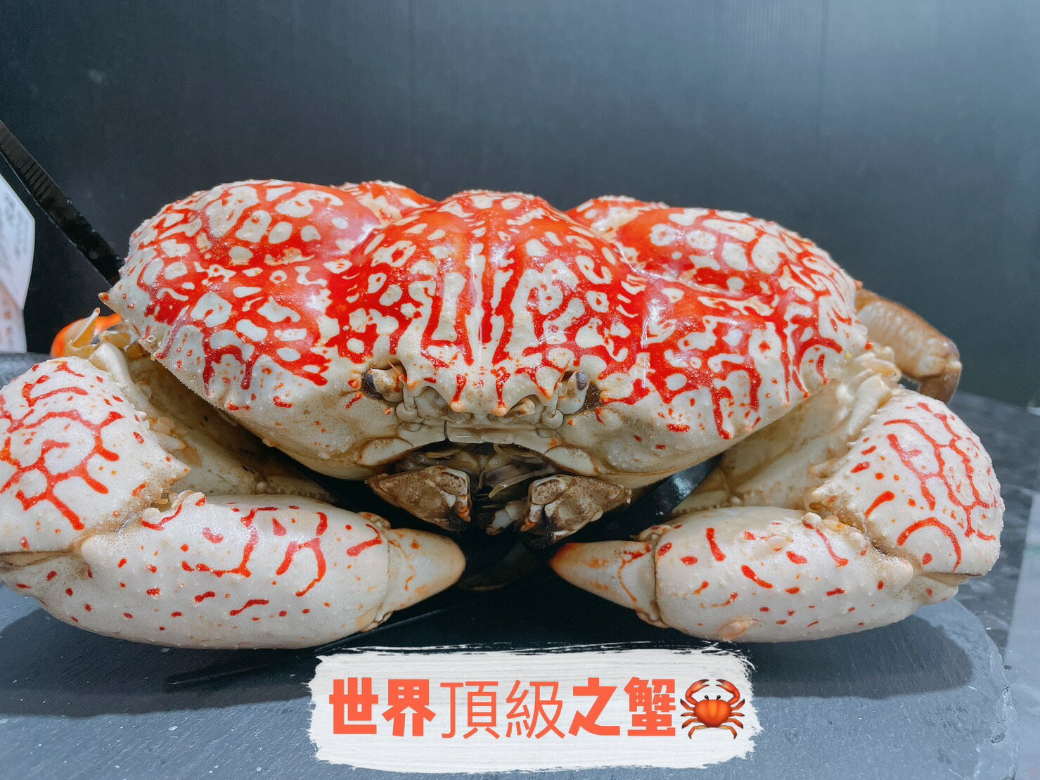 【天天來海鮮】世界頂級美食皇帝蟹 依秤重