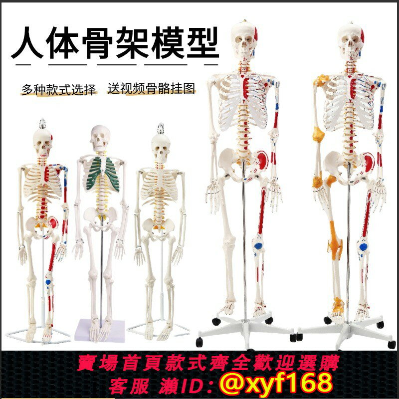 {保固一年 可打統編}人體骨骼模型45 85CM骨架模型 人體脊柱脊椎模型醫院用骨骼骷髏