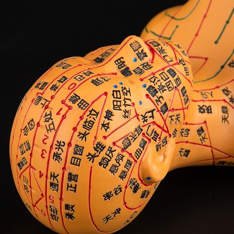 【最低價】【公司貨】人體模型中醫針灸穴位圖銅人男女全身十二經絡小皮人針灸穴位模型 2