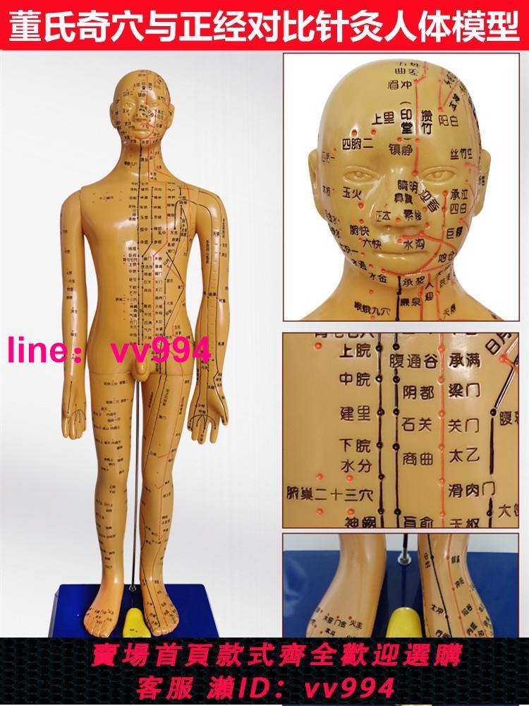 董氏奇穴針灸人體穴位模型全身十二經絡圖中醫教學培訓專用模擬人