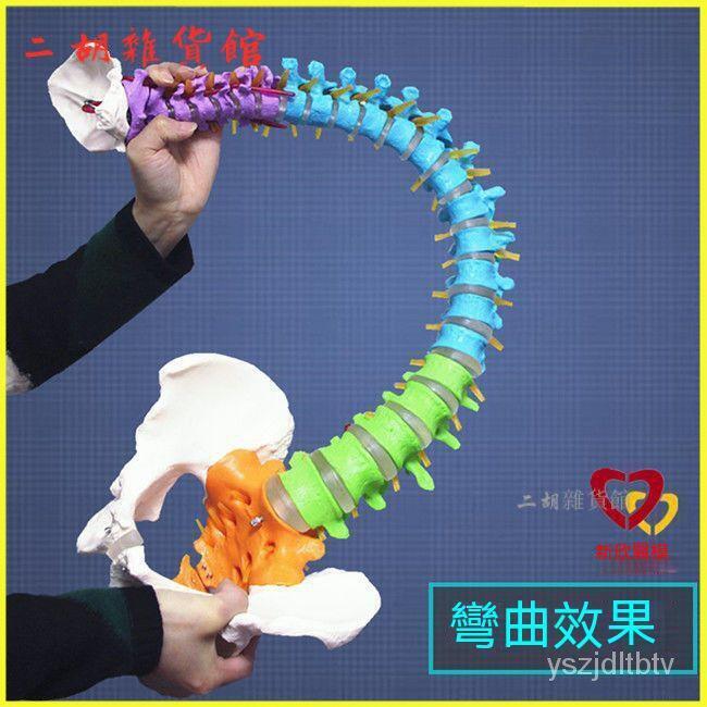 人體脊柱模型11成人正骨醫學醫用練習頸椎胸椎腰椎脊椎敎學骨架 人體肌肉器官解剖模型 醫學敎學 敎學模型 解剖模型