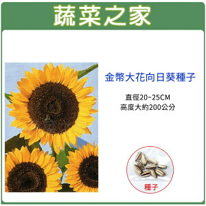 【蔬菜之家】H43.金幣大花向日葵種子(共兩種包裝)