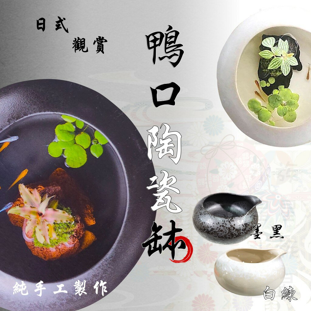 ★免運★日本 GEX 五味 日式觀賞 鴨口陶瓷缽 陶瓷 魚缸 日式養魚 鬥魚