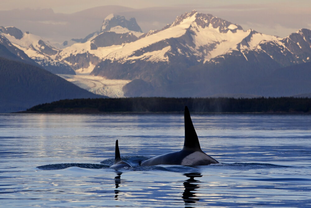 Posterazzi: Two Killer Whales Surface In Lynn Canal At Sunset With ...