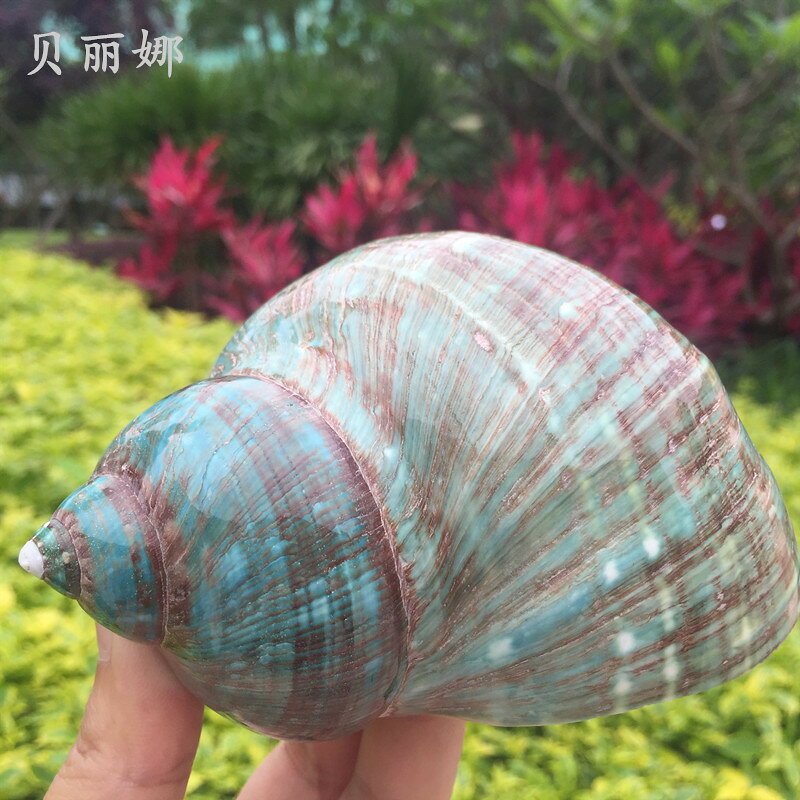 綠蠑螺大海螺貝殼天然未拋光原貝家居飾品擺件創意工藝收藏裝飾品| 協貿