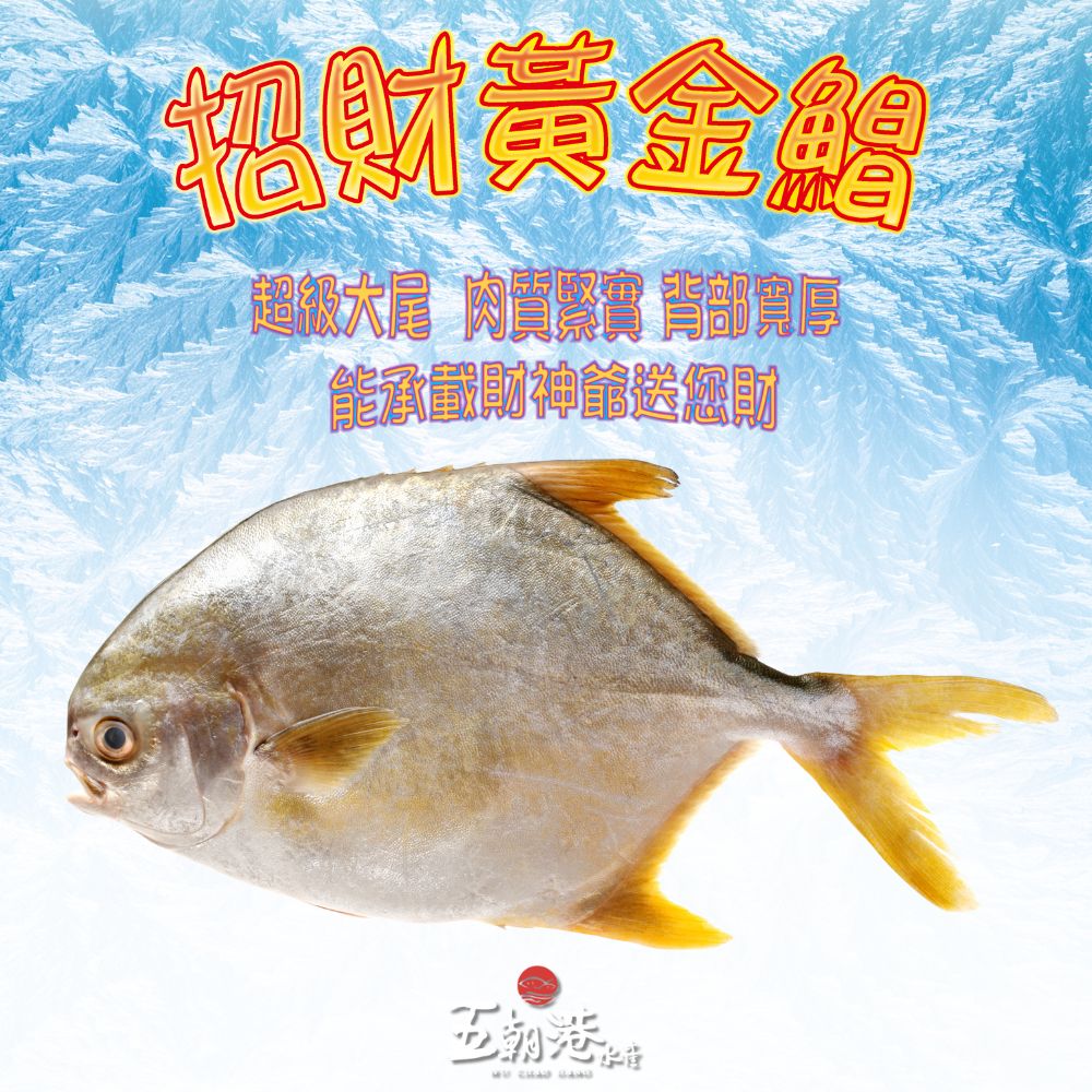 招財黃金鯧/紅杉魚 (400-500克/隻) 海鮮 生鮮 布袋特產 鹹水養殖 肉質鮮美 品質第一 快速到貨