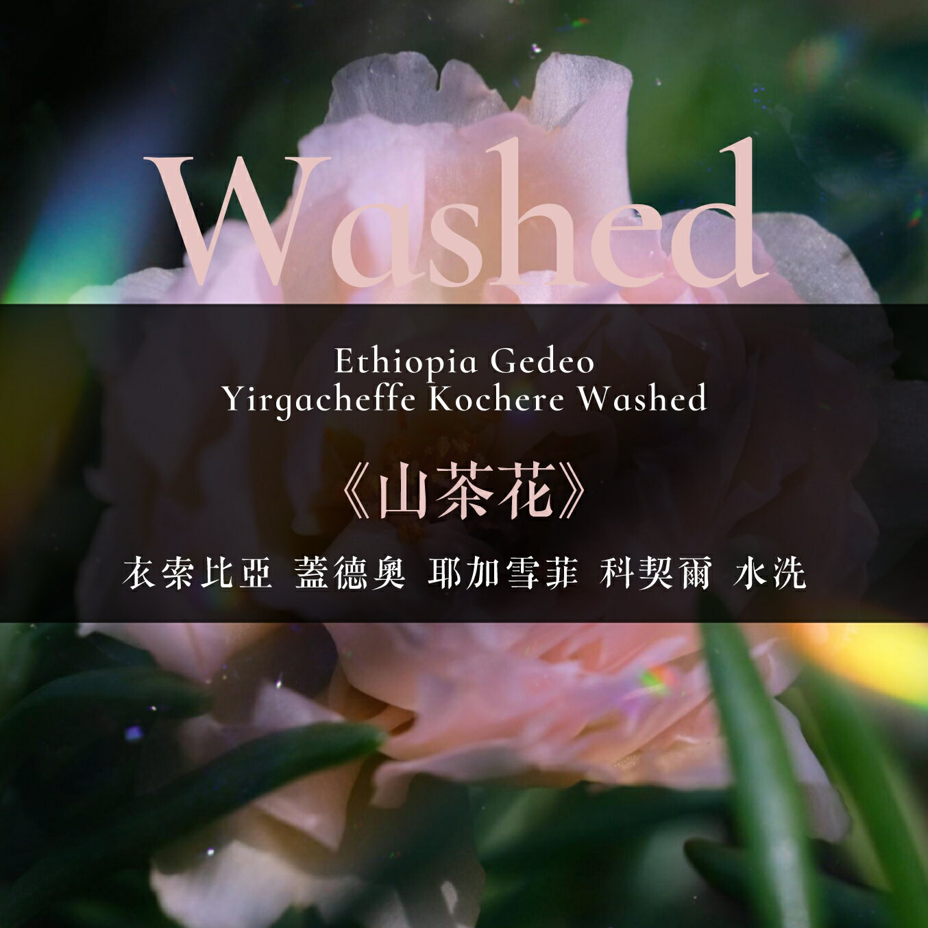淺烘焙︱《山茶花》衣索比亞 蓋德奧 耶加雪菲 科契爾 水洗 ﹙半磅裝／227g﹚ | 浪館手工豆