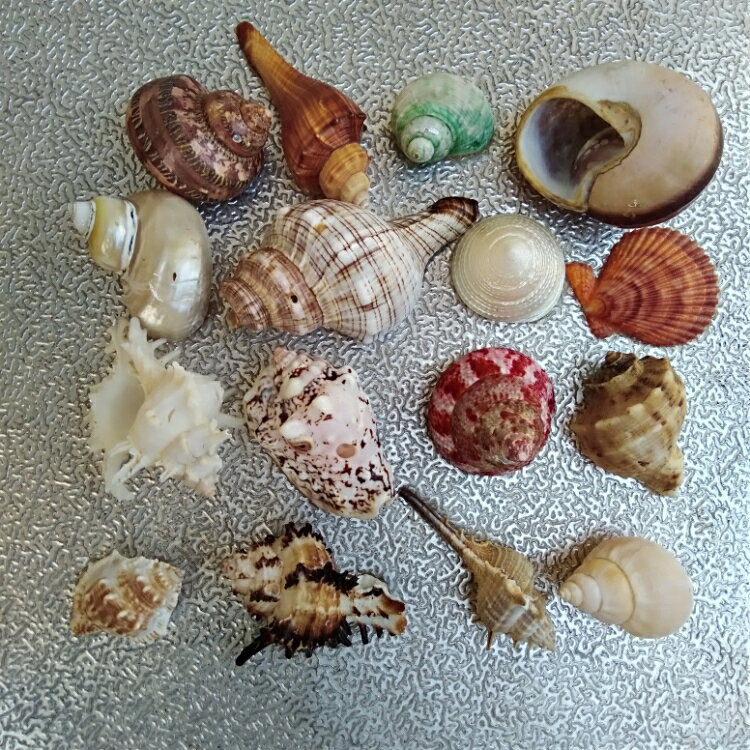 破損天然海螺貝殼 16個不重樣海螺1斤套餐套裝水族 魚缸造景裝飾