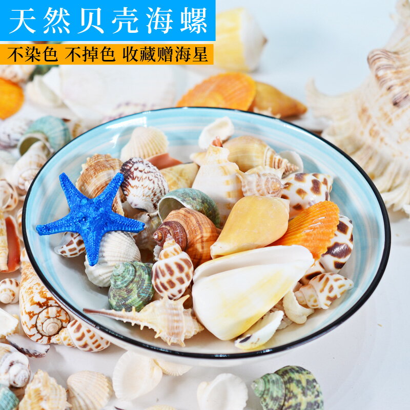 天然貝殼海螺海星diy家居裝飾工藝品擺件幼兒園禮物魚缸水族造景