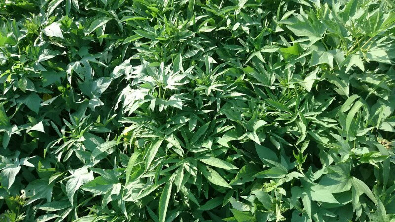 綠地瓜葉（藤和葉）每斤100元 2