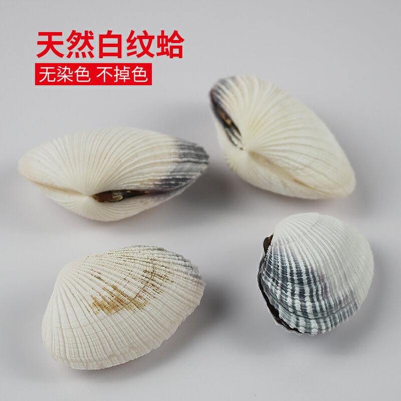 天然海螺貝殼散紋貝白紋蛤珍珠貝創意家居藝術裝飾標本收藏擺件