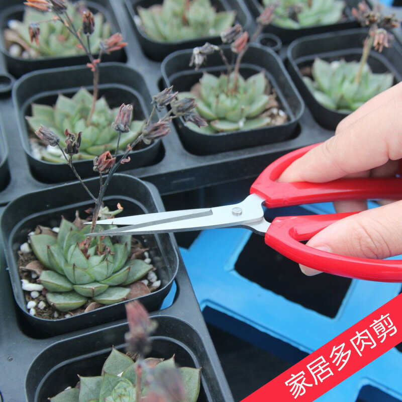 家居剪刀花果剪修枝剪不銹鋼鋒利多肉剪刀家用嫩枝剪針線工具刺繡