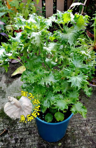 5吋盆 大青紫蘇盆栽日本人超愛 活體香草植物盆栽 可食用 料理或泡茶 半日照佳 先確認有沒有貨 魚痴的秘密花園 5吋盆 大青紫蘇盆栽日本人超愛 活體香草植物盆栽 可食用 料理或泡茶 半日照佳 先確認有沒有貨 魚痴的秘密花園