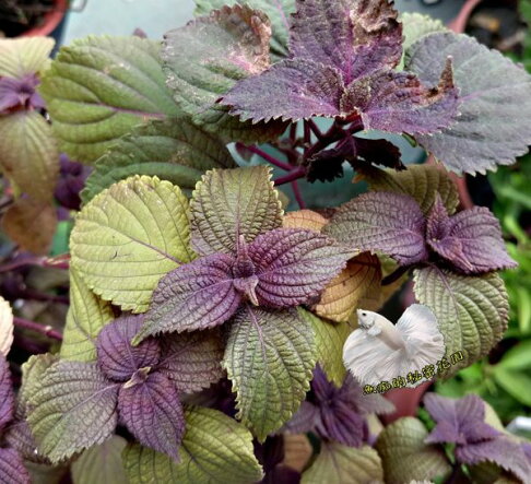5吋盆 大紅紫蘇盆栽可以醃梅子或生吃等等 活體香草植物盆栽 可食用 料理或泡茶 半日照佳 先確認有沒有貨 魚痴的秘密花園直營店 5吋盆 大紅紫蘇盆栽可以醃梅子或生吃等等 活體香草植物盆栽 可食用 料理或泡茶 半日照佳 先確認有沒有貨 魚痴的秘密花園直營店