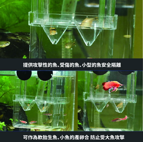 歐比康 產卵孵化盒繁殖盒隔離盒孵化盒自浮盒隔離箱孵化箱治療盒孔雀魚產卵盒魚隔離 歐比康直營店 歐比康 產卵孵化盒繁殖盒隔離盒孵化盒自浮盒隔離箱孵化箱治療盒孔雀魚產卵盒魚隔離 歐比康直營店