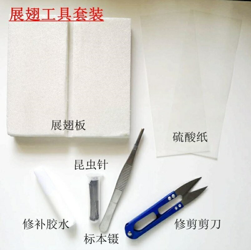 新品兒童DIY手工蝴蝶標本制作工具標本相框材料昆蟲針展翅板鑷子| 協貿