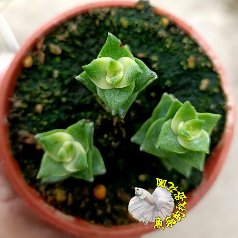 十字星錦斑多肉 3寸盆活體多肉植物盆栽送禮小品盆栽室外半日照佳 季節限定 先確認有沒有貨 天氣冷顏色才會明顯 魚痴的秘密花園 十字星錦斑多肉 3寸盆活體多肉植物盆栽送禮小品盆栽室外半日照佳 季節限定 先確認有沒有貨 天氣冷顏色才會明顯 魚痴的秘密花園