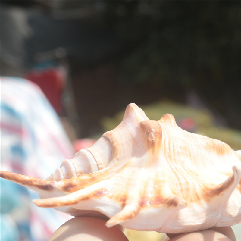 螺貝藝】天然海螺貝殼蜘蛛螺七角螺家居裝飾魚缸水族造景拍攝| 協貿國際