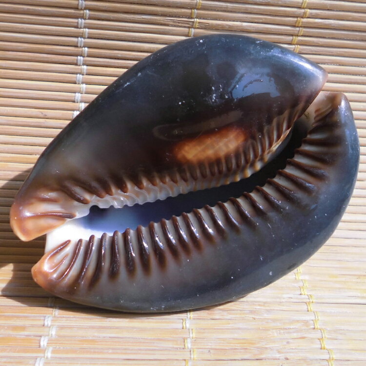 天然大海螺貝殼龜甲寶螺標本螺手把件地中海家居婚慶水族魚缸造景