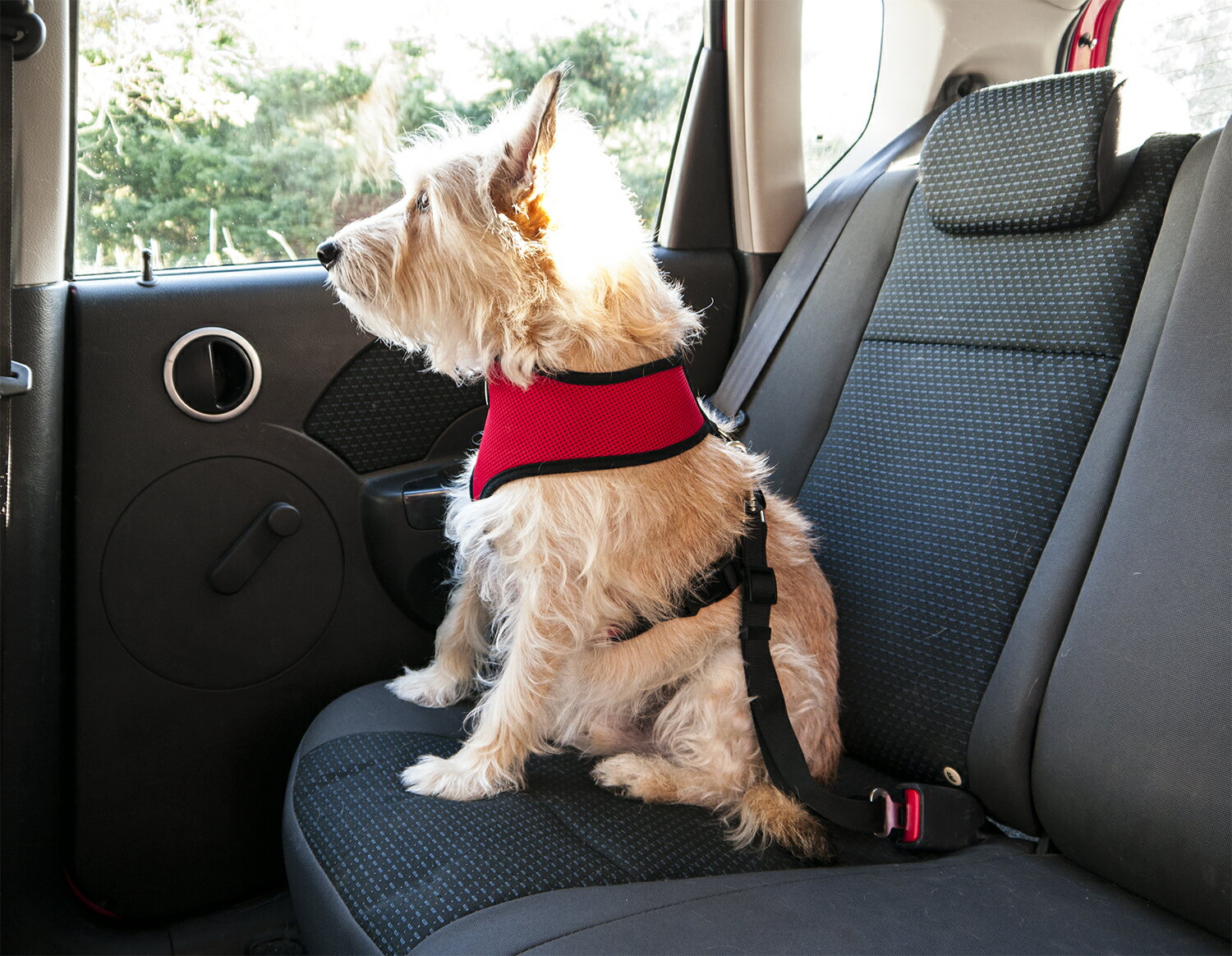 Image result for dog with seat belt images"