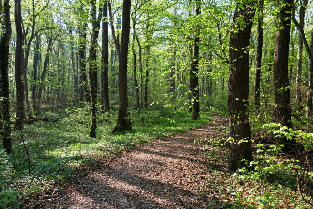 Posterazzi: Trail through deciduous forest in spring Upper Bavaria ...