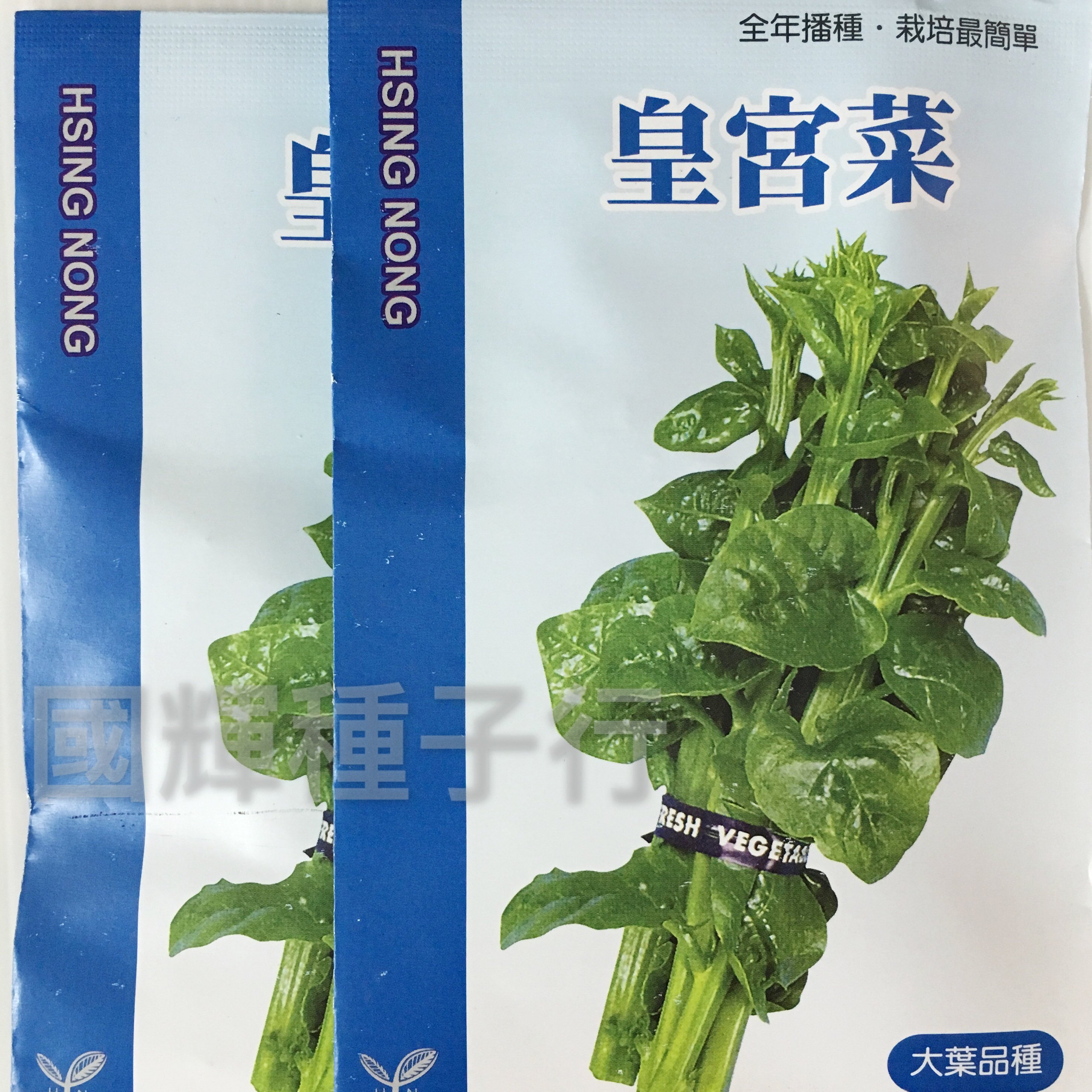 農stay國輝 台灣皇宮菜種子大葉品種 無藥劑處理全年播種易栽培 興農蔬菜種子原封小包裝40元 包 精選 痞客邦