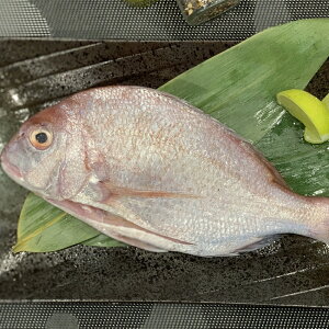 【有魚生鮮】蘋果鯛 580g