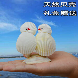 天然海螺貝殼愛情鳥擺件工藝品情侶禮物一對小鳥手工創意紀念禮品