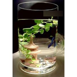 落地大花瓶 圓筒 圓柱 簡易玻璃魚缸 透明 富貴竹花瓶 厚重透亮15*50cm-7901002
