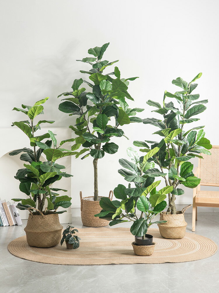 模擬綠植琴葉榕大盆栽仿生假綠植裝飾樹室內客廳大型仿真植物盆景