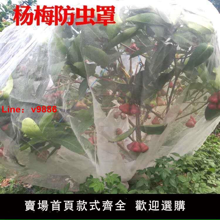 【臺灣公司破盤價】楊梅防蟲網罩防蟲防風防鳥網水果樹罩多肉蓮霧桃樹嘉寶果專用網罩
