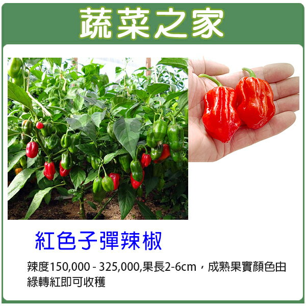 【蔬菜之家】G71.紅色子彈辣椒種子5顆