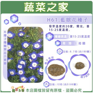 【蔬菜之家】H61.藍眼花種子(藍龍) (共有2種包裝可選)